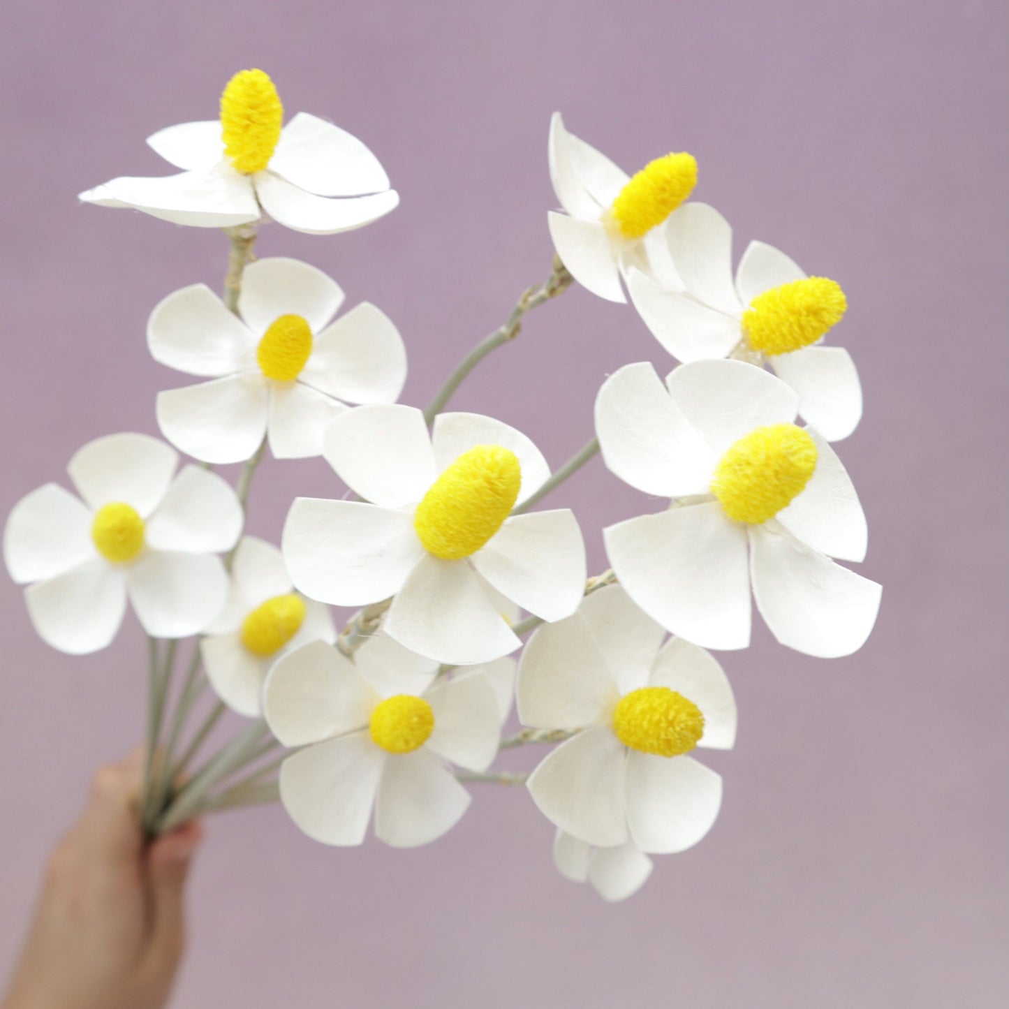 Sola Violet Flower White