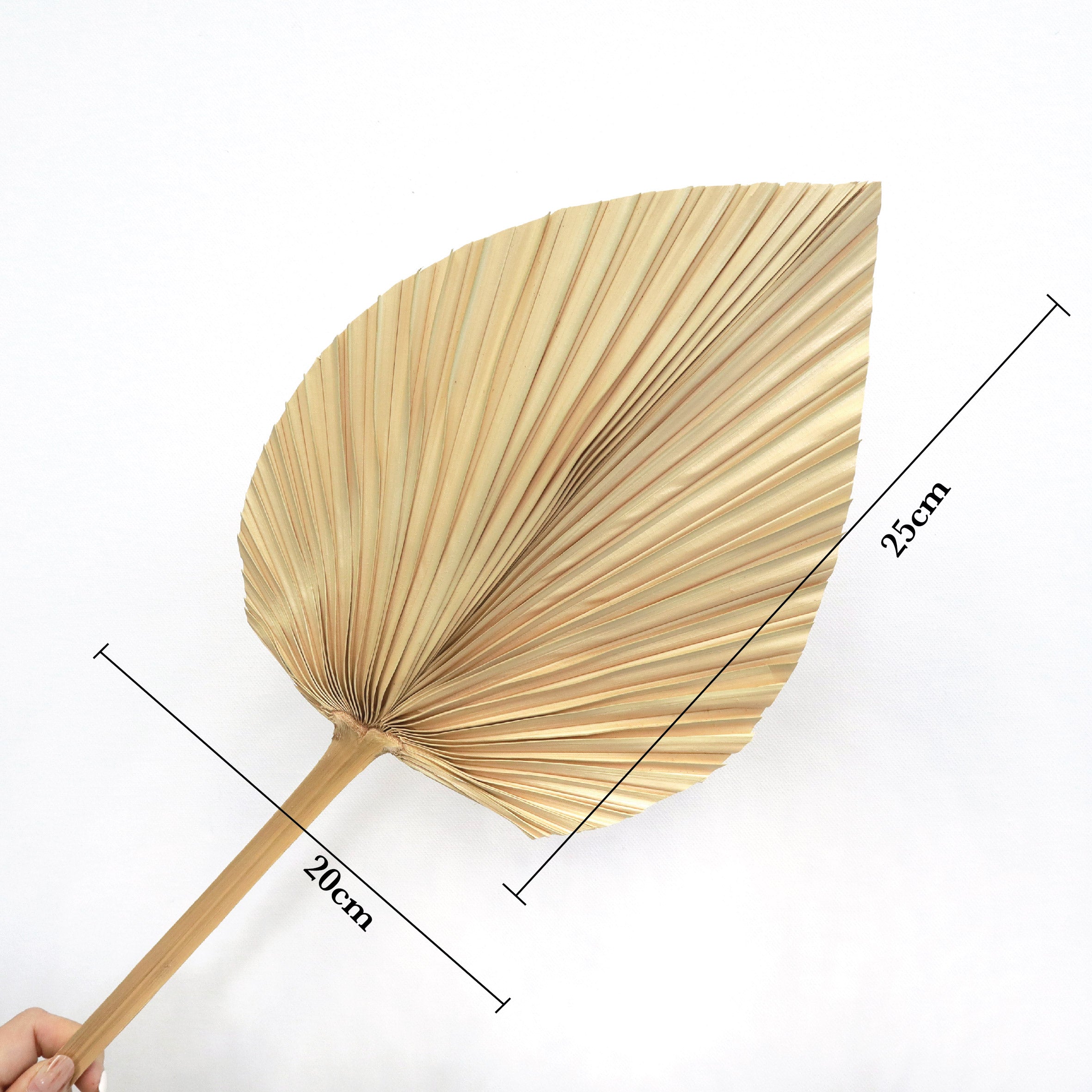 Palm Leaf Medium Cream