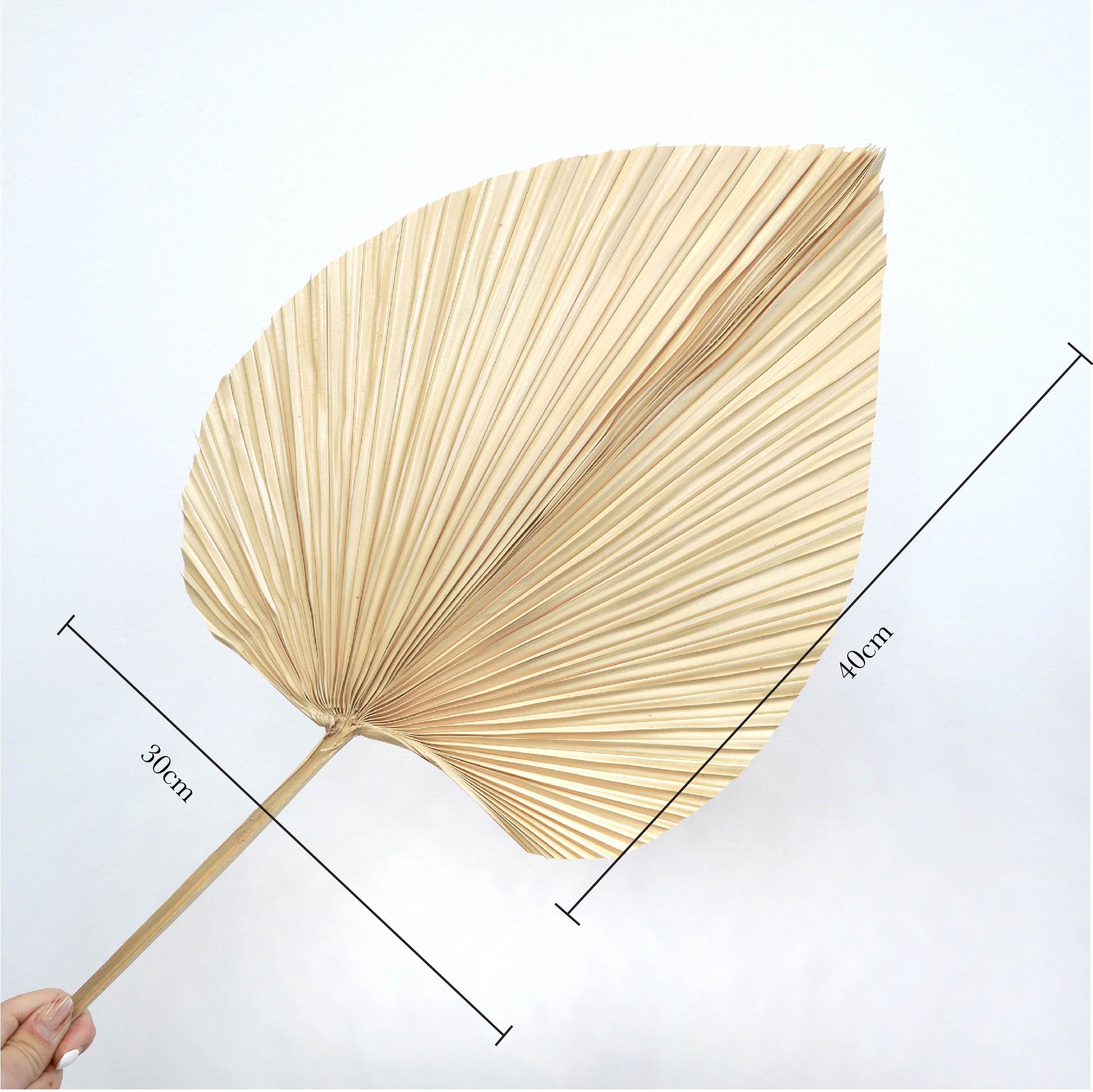 Palm Leaf Large Cream