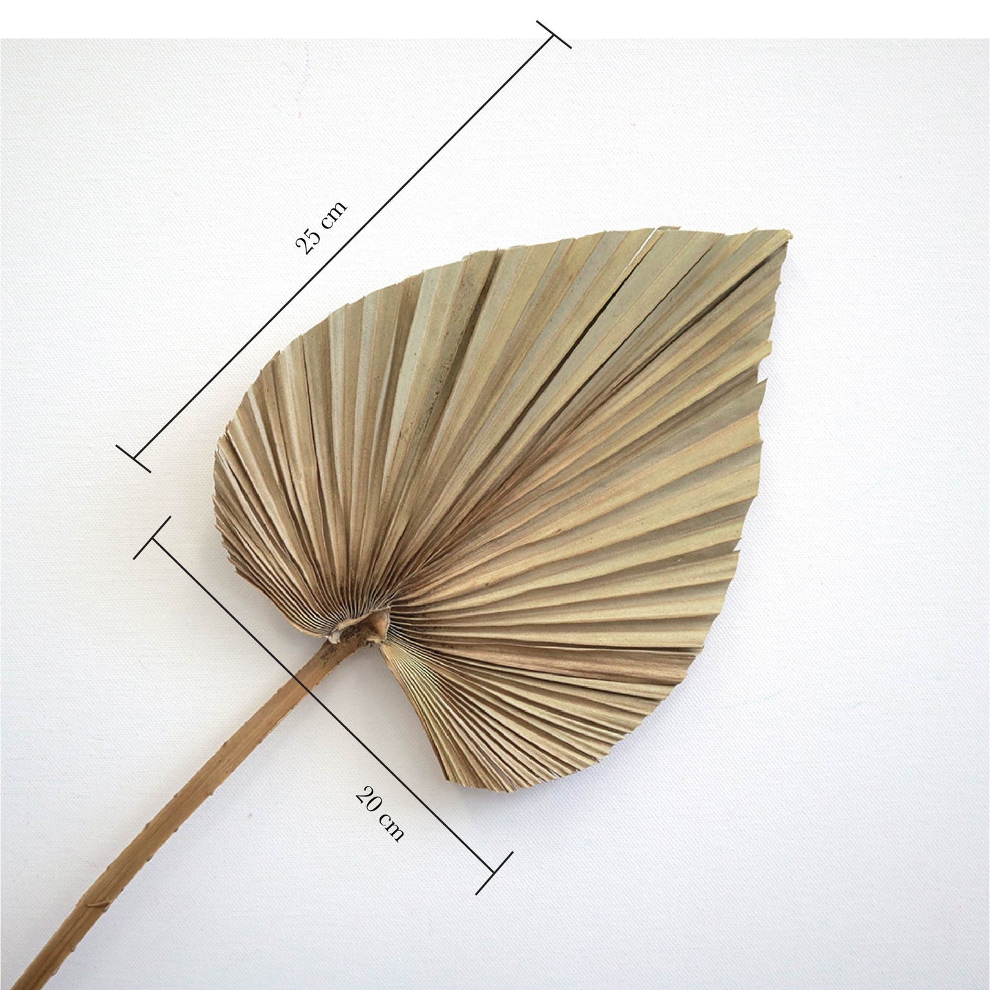 Palm Leaf Medium Natural