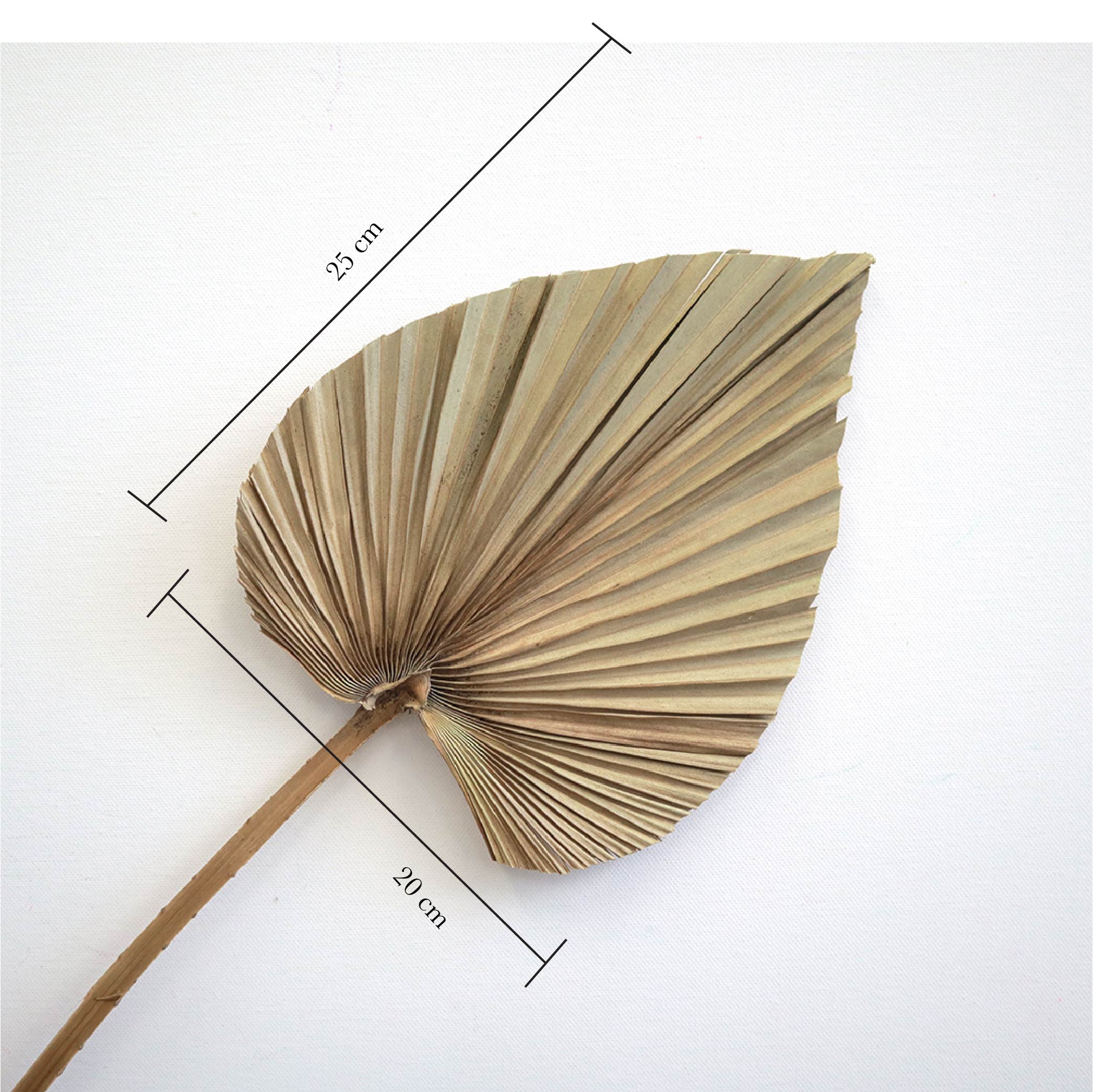 Palm Leaf Medium Natural