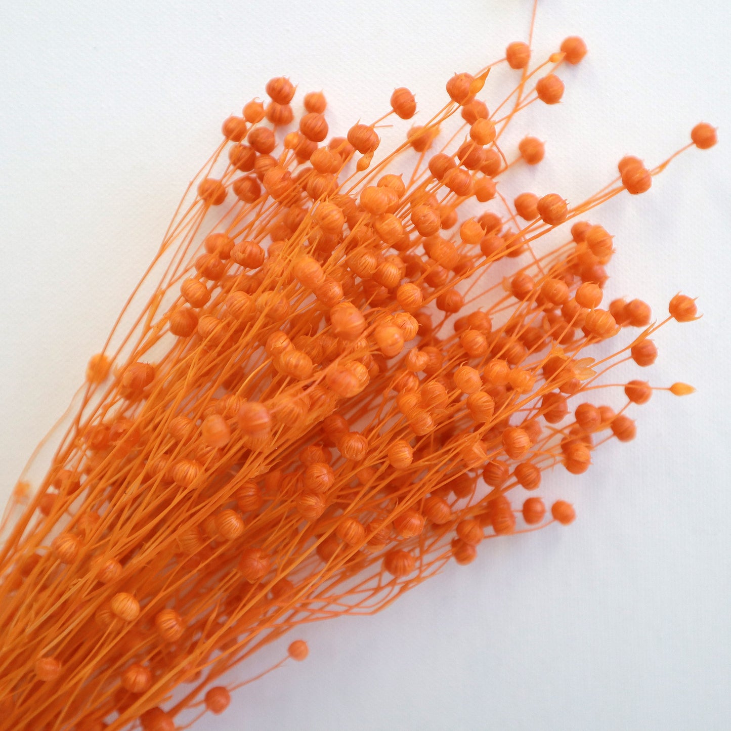 Hypericum Berries Orange