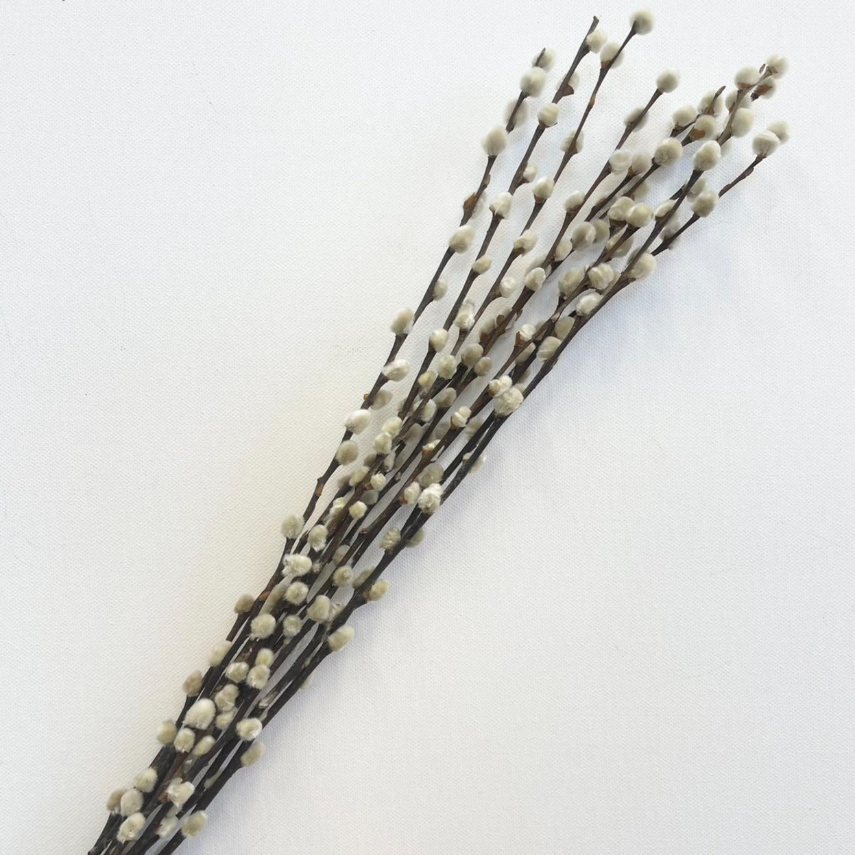 Pussy Willow (Blossom Sticks) Natural