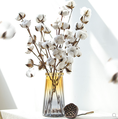 Cotton Stems