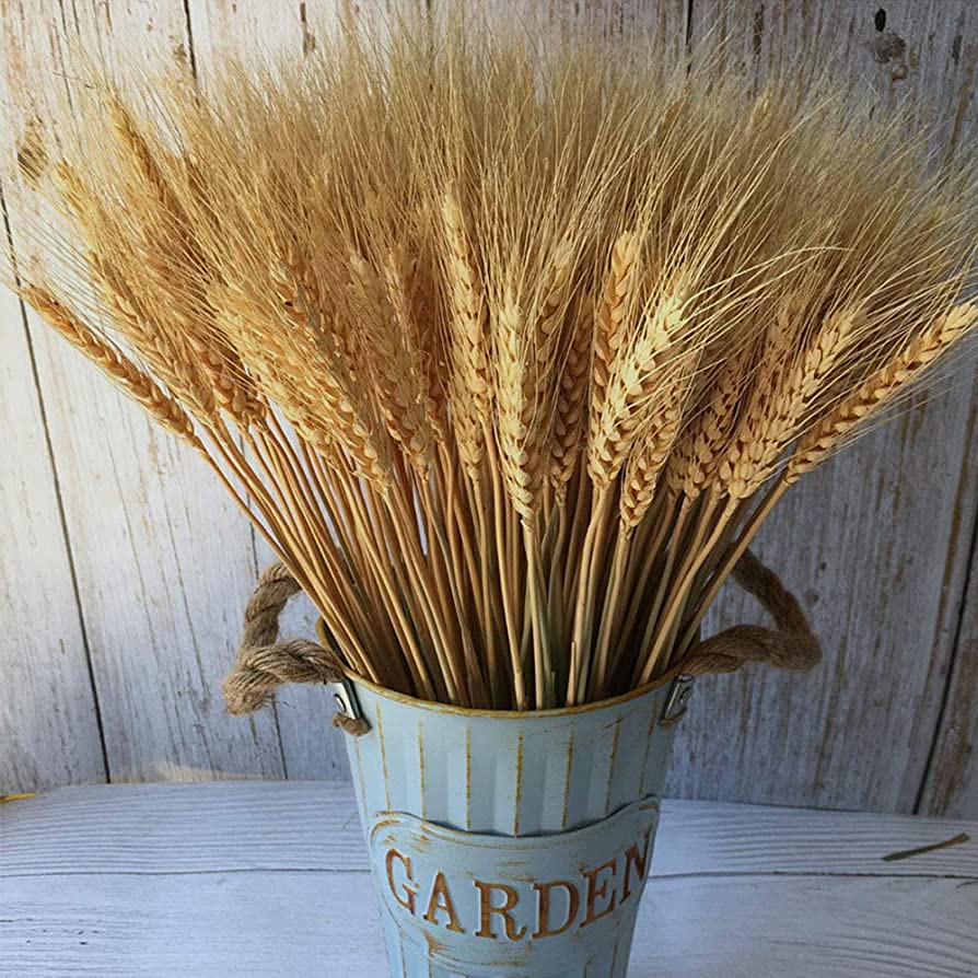 Dried Grains