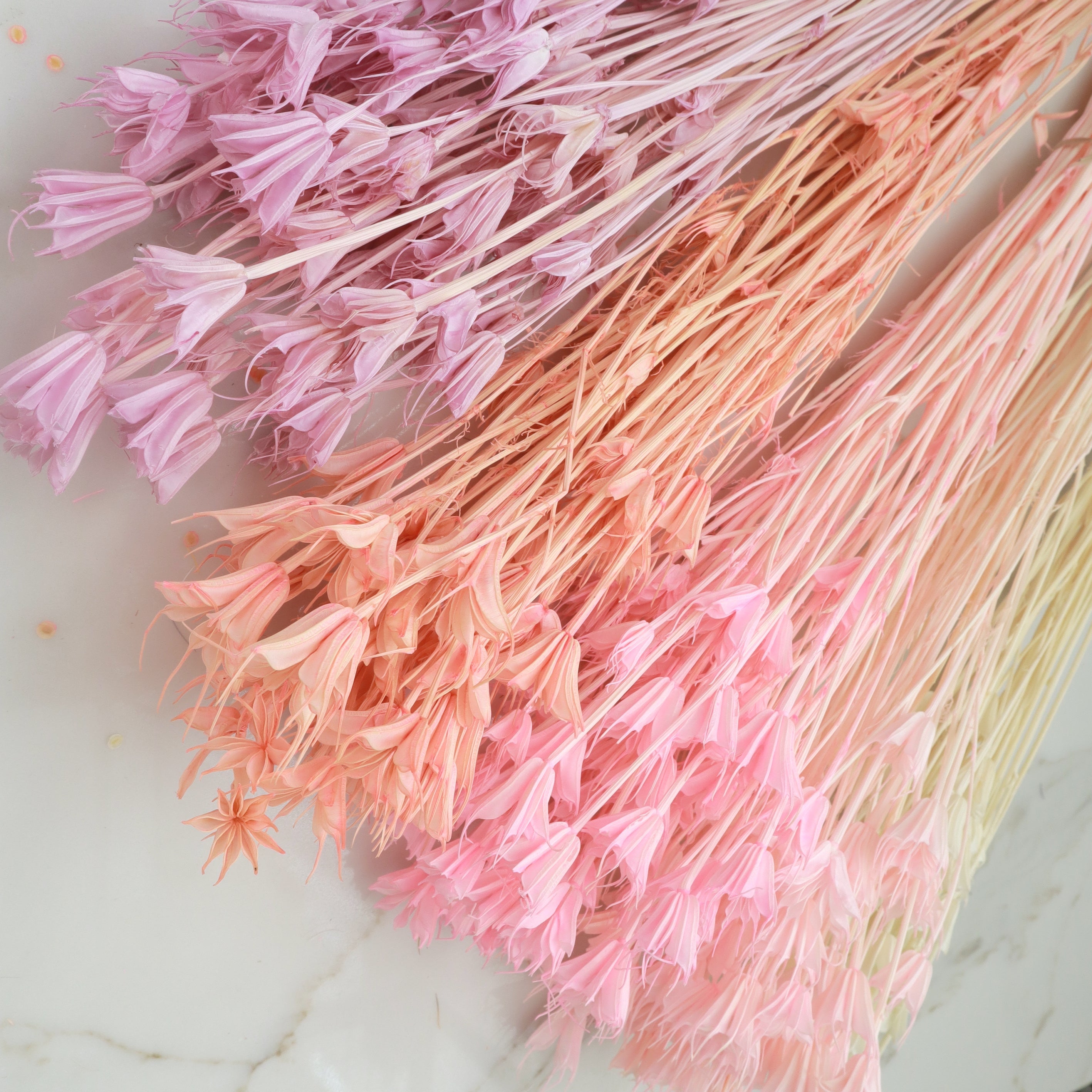 Nigella