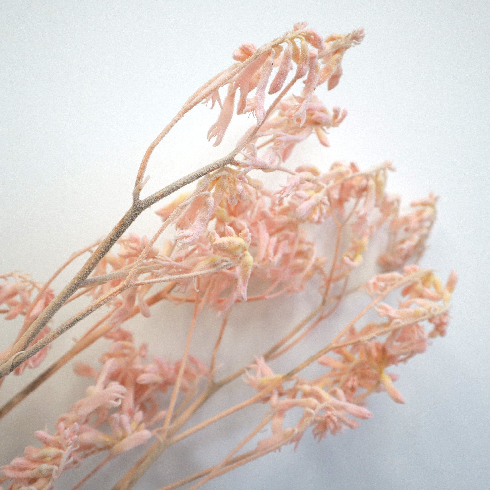 Kangaroo Paws