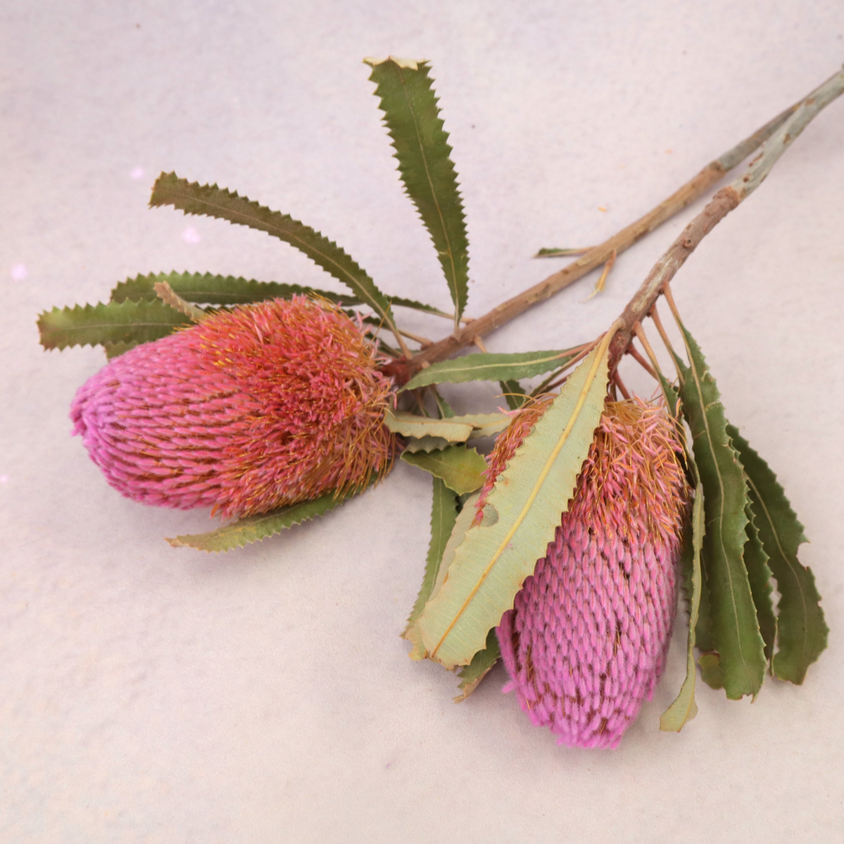 Banksia