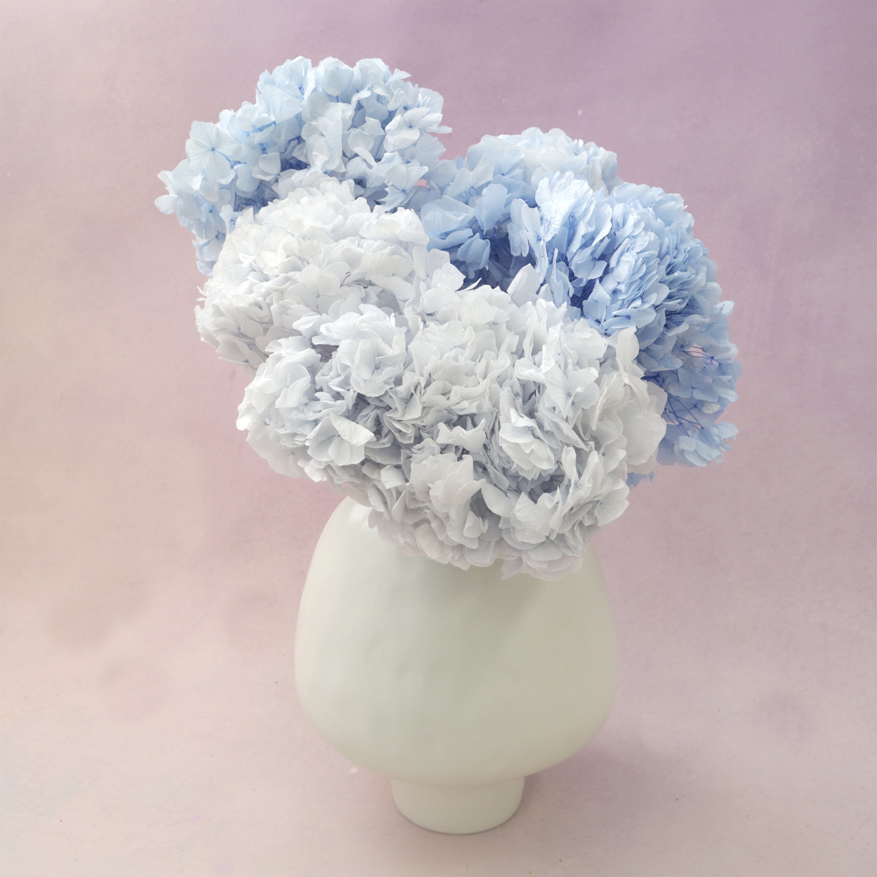 Bulk Bigleaf Hydrangea