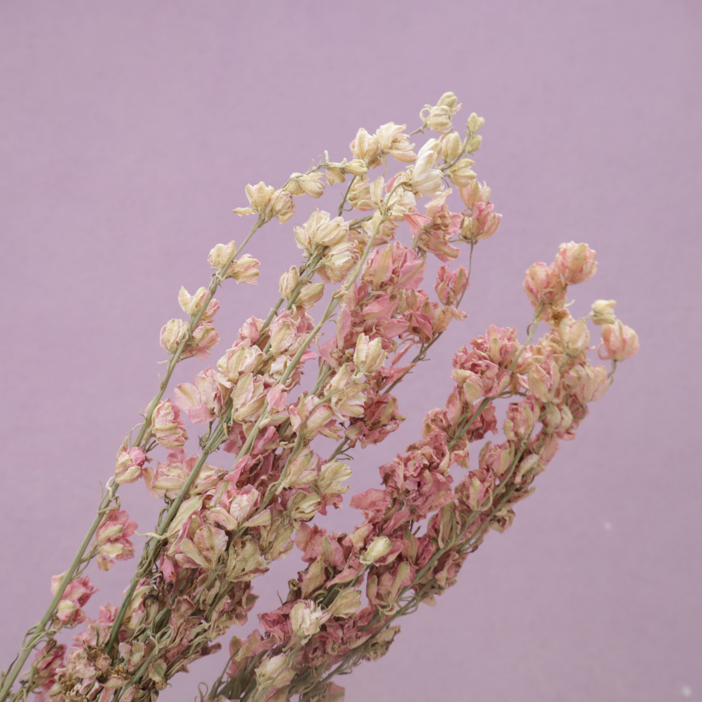 Delphinium