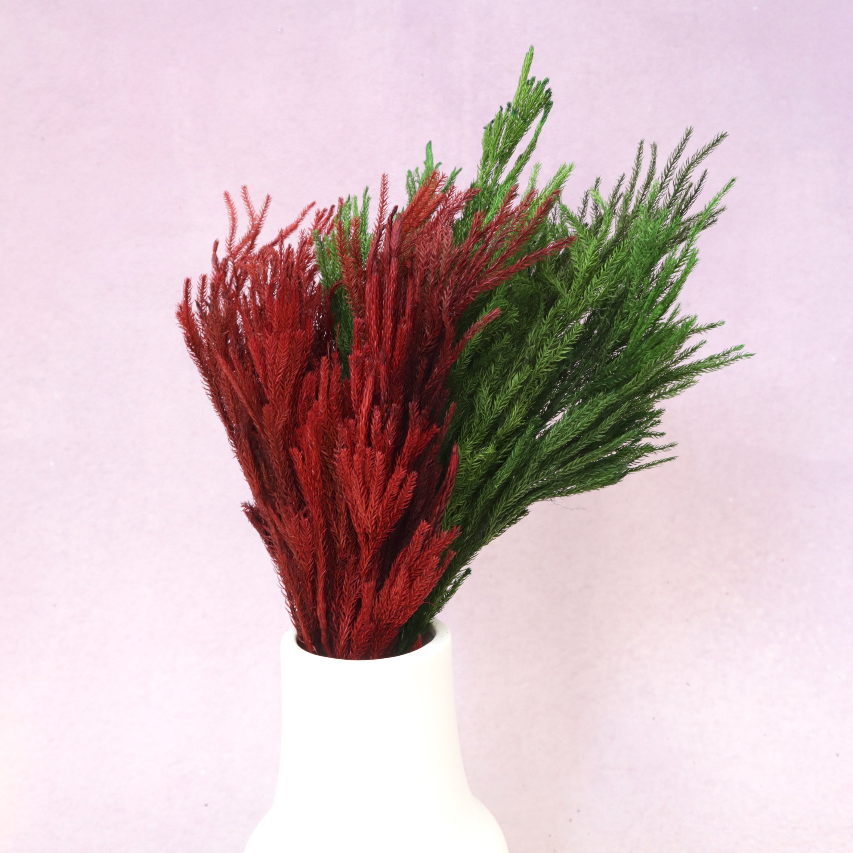 Lycopodium