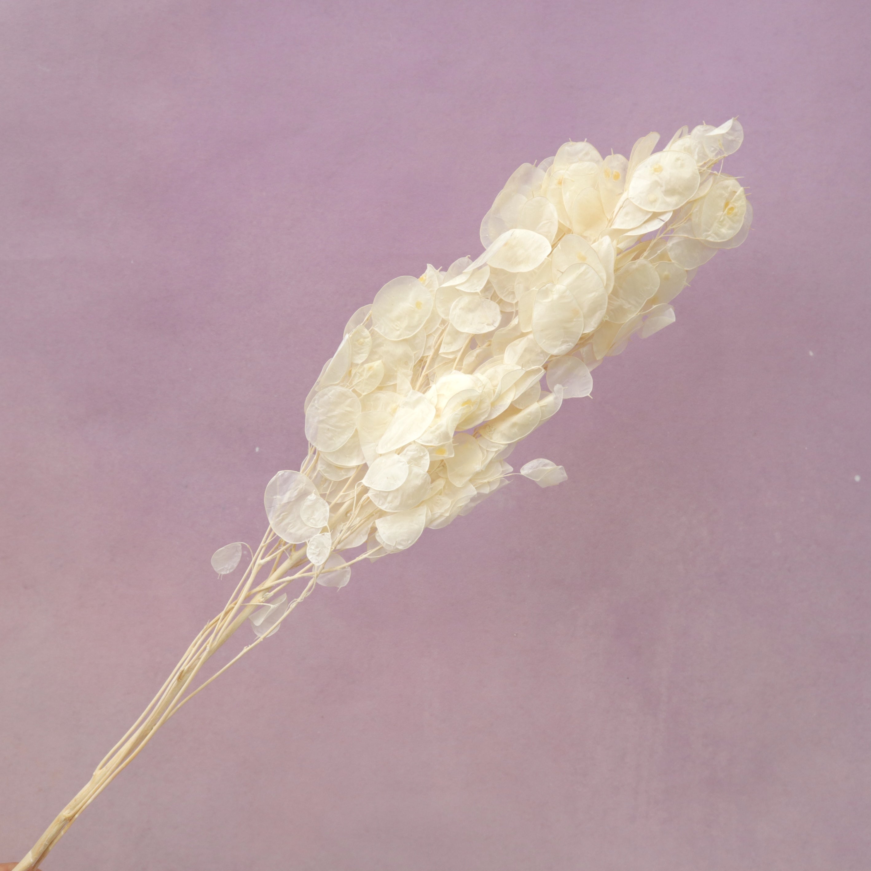 Lunaria Annua