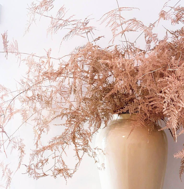 Asparagus Fern