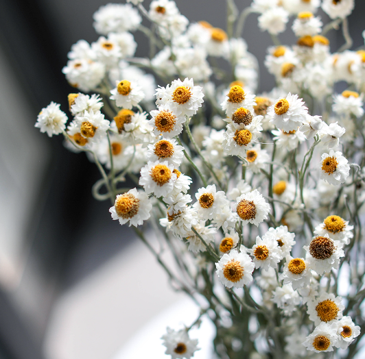 Daisy