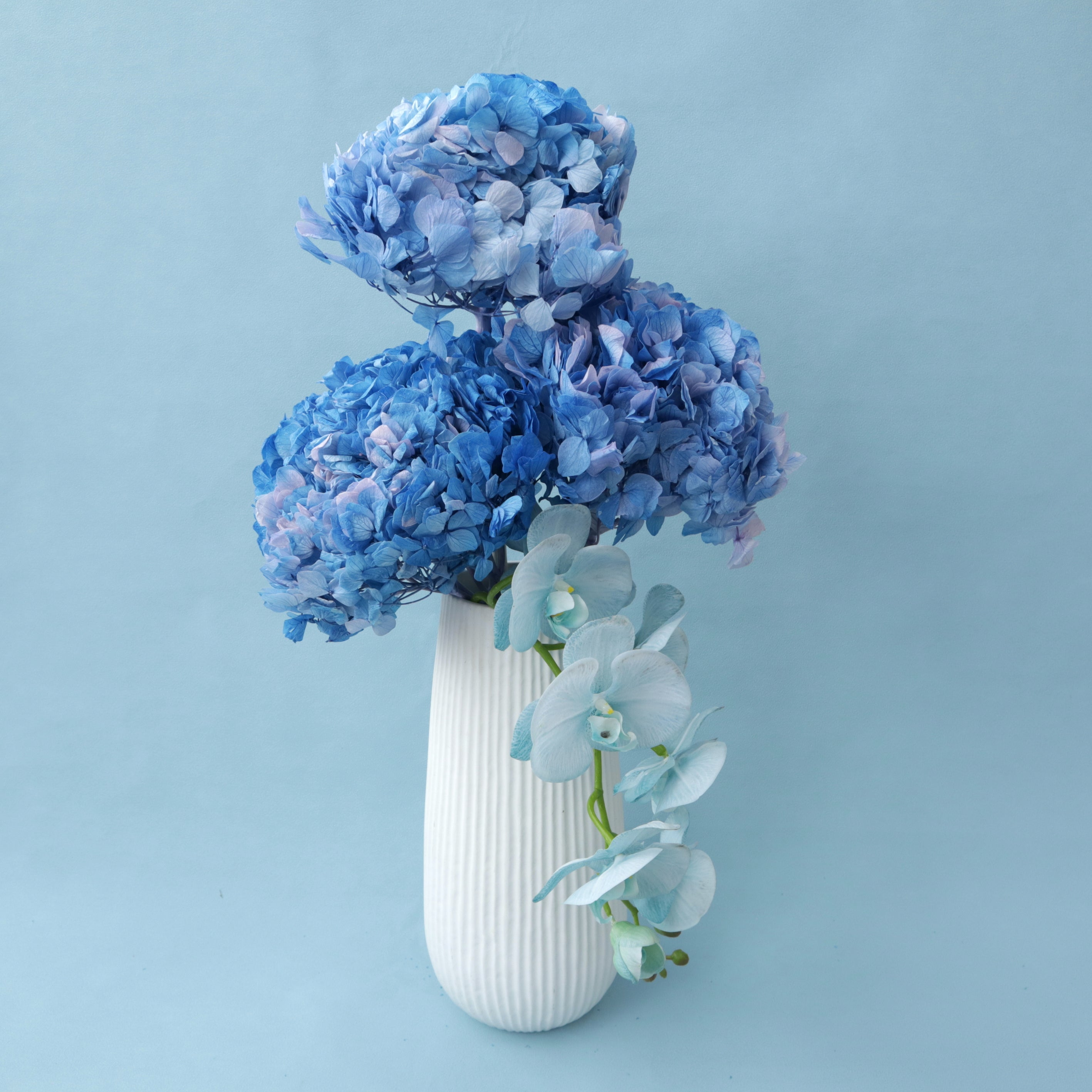 Hydrangea