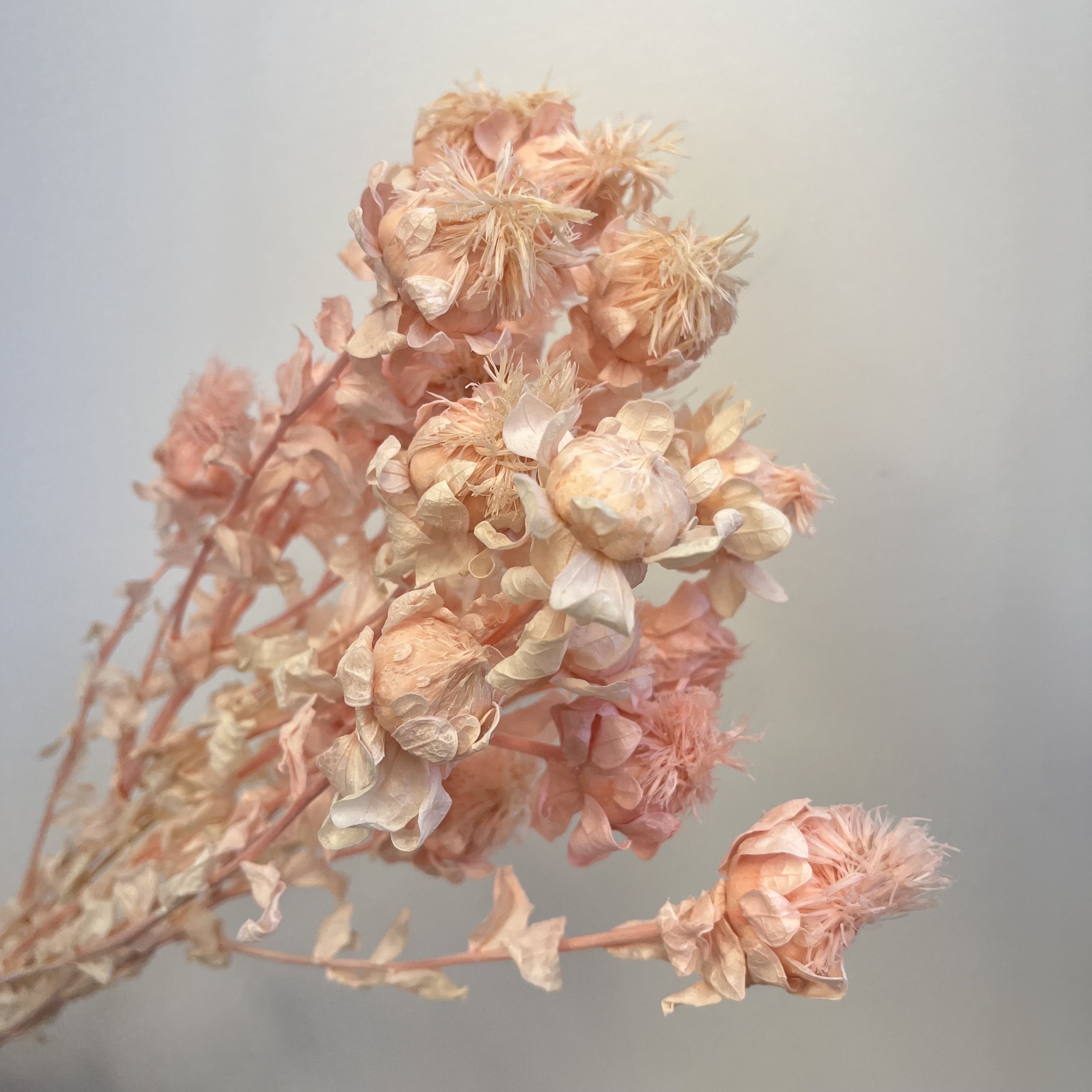 Safflower