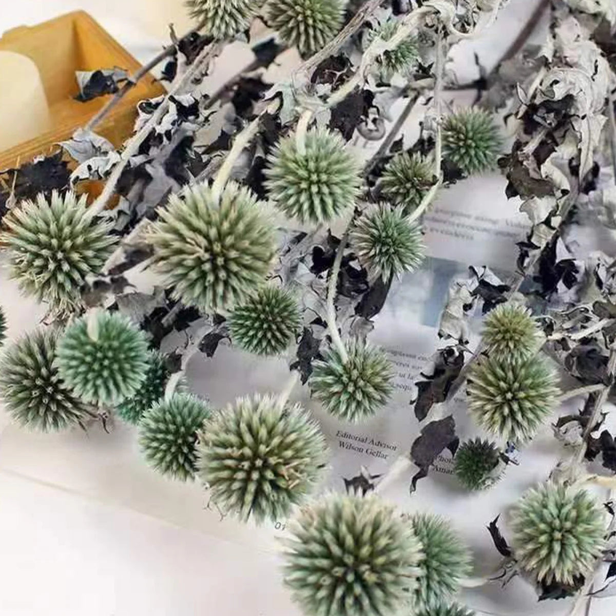 Sea Holly Large