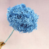 Annabelle Hydrangea Sky Blue