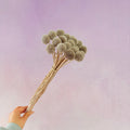 Billy Button Khaki