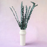 Dollar Gum Green Small (clearance)