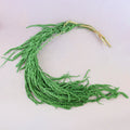 Amaranthus Matcha Green (Small)