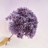 Annabelle Hydrangea Grape Purple