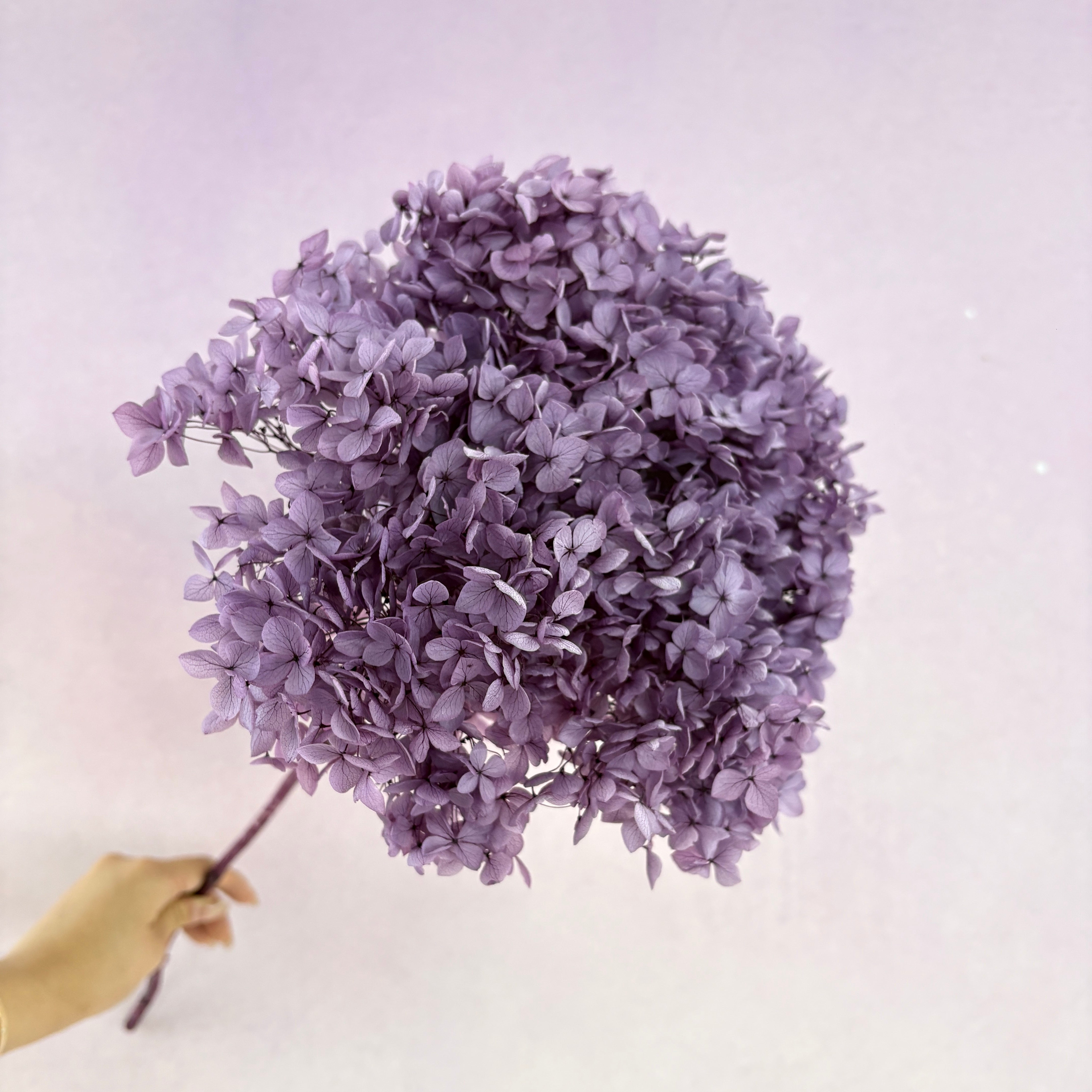 Annabelle Hydrangea Grape Purple