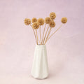 Scabiosa Khaki