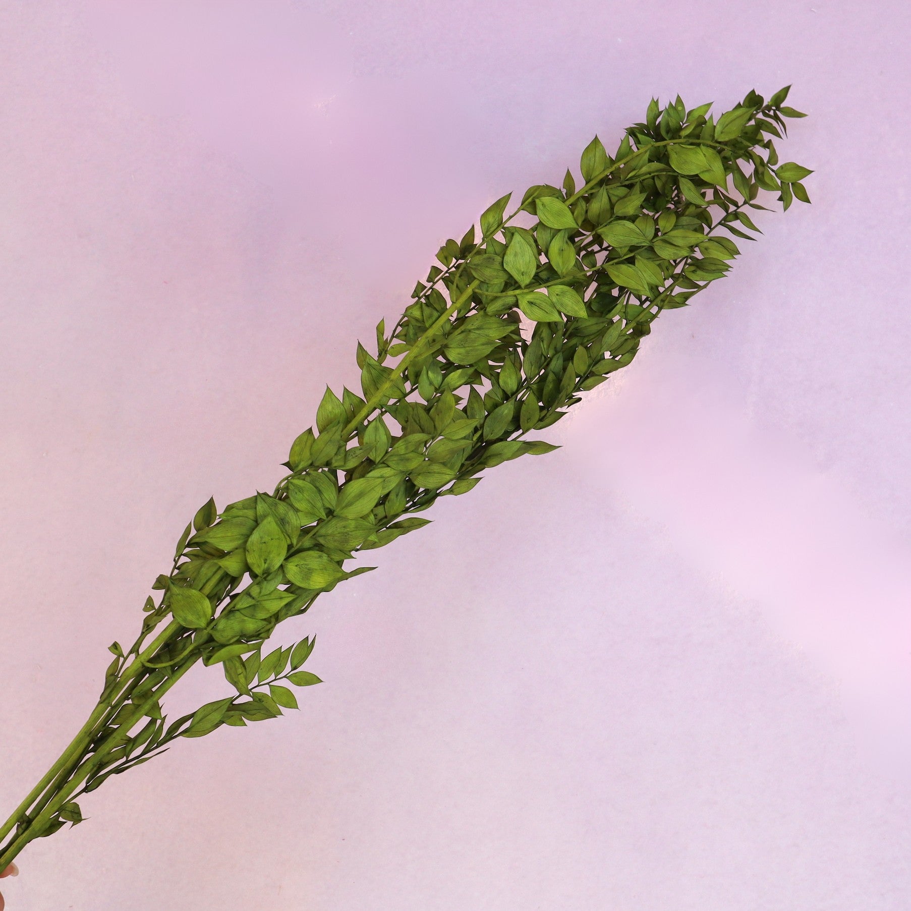 Italian Ruscus Olive Green