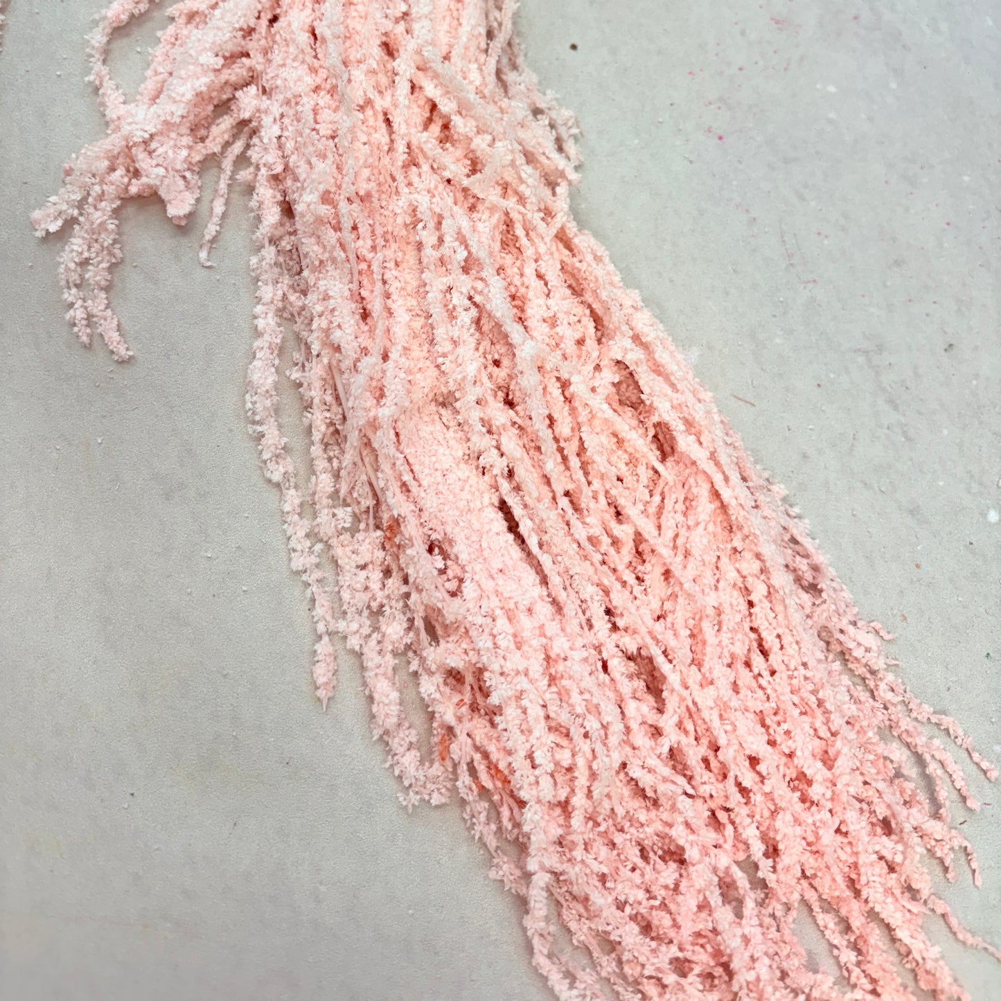 Amaranthus Baby Pink