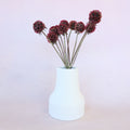 Scabiosa Burgundy