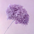 Annabelle Hydrangea Soft Lavender