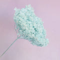 Annabelle Hydrangea Pale Aqua