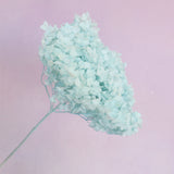 Annabelle Hydrangea Pale Aqua