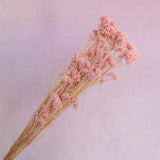 Rice Flower Blush Pink