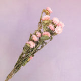 Strawflowers Pink