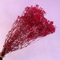 Baby's Breath Cerise Red