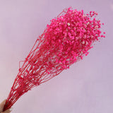 Baby's Breath Hot Pink