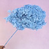 Annabelle Hydrangea Powder Blue