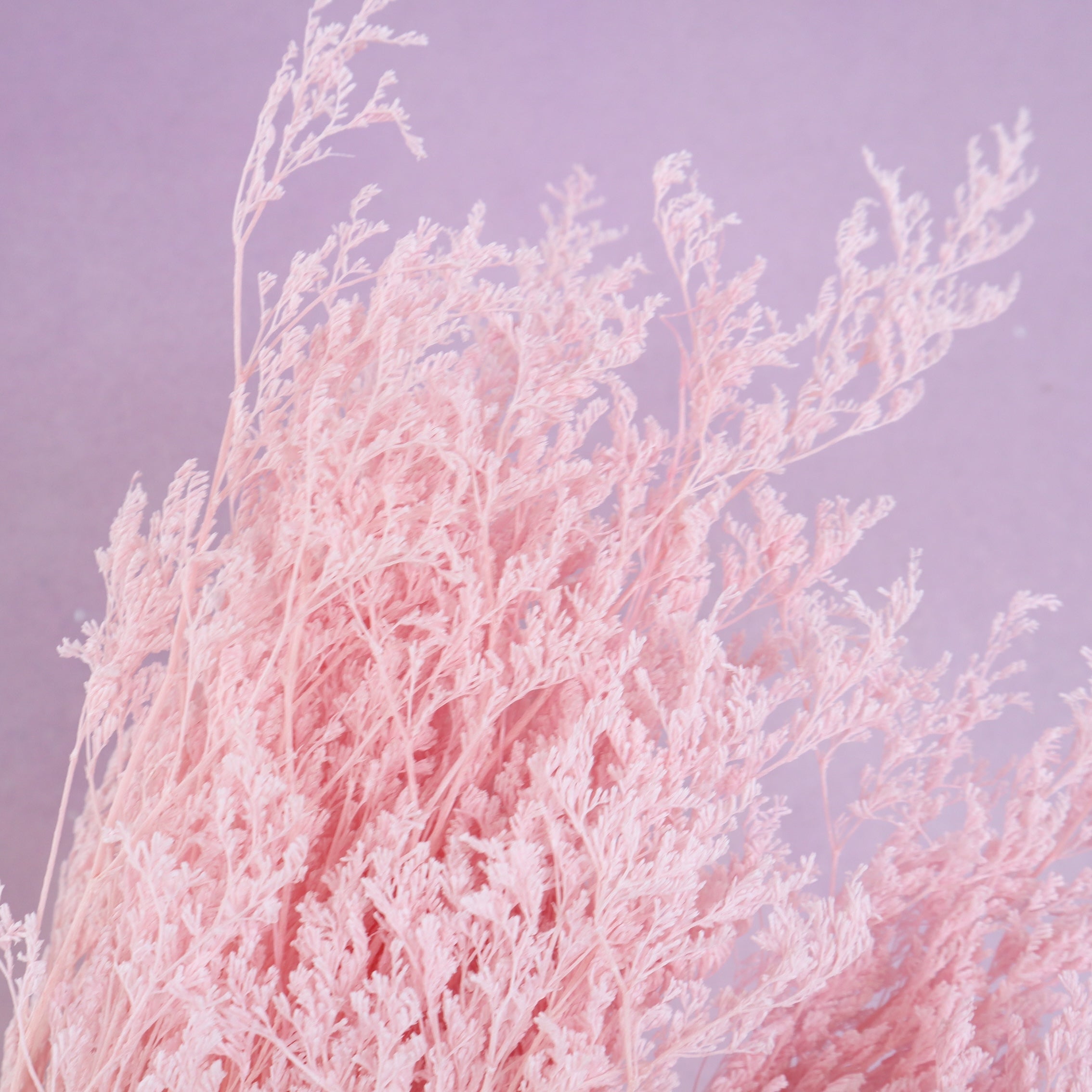 Misty Bleached Baby Pink