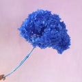 Annabelle Hydrangea Sea Blue