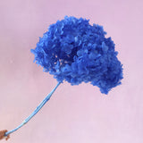 Annabelle Hydrangea Sea Blue