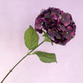 Silk Artificial Hydrangea Bigleaf Deep Plum