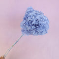 Annabelle Hydrangea Periwinkle Purple