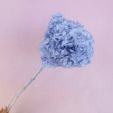 Annabelle Hydrangea Periwinkle Purple