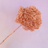 Annabelle Hydrangea Coral Nude