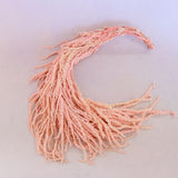 Amaranthus Light Pink