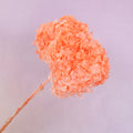 Annabelle Hydrangea Coral