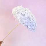 Annabelle Hydrangea Ombre Pale Purple