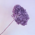 Annabelle Hydrangea Grape Purple
